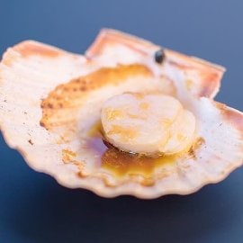 Saint-Jacques fraîche dans sa coquille