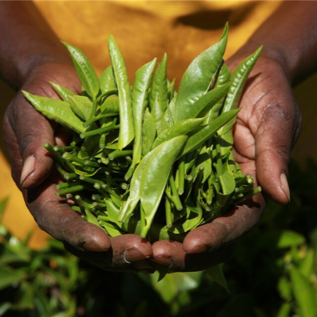 Développement durable et gestion des déchets : quel comportement adopter pour la restauration ?