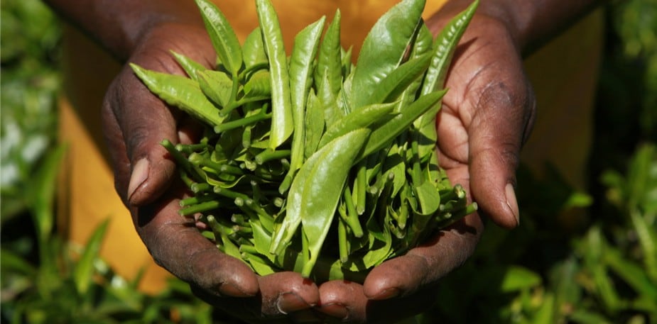 Développement durable et gestion des déchets : quel comportement adopter pour la restauration ?