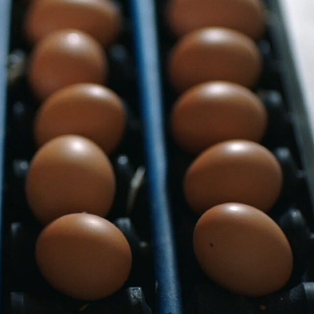 Œufs de poules élevées en plein air et agriculture durable