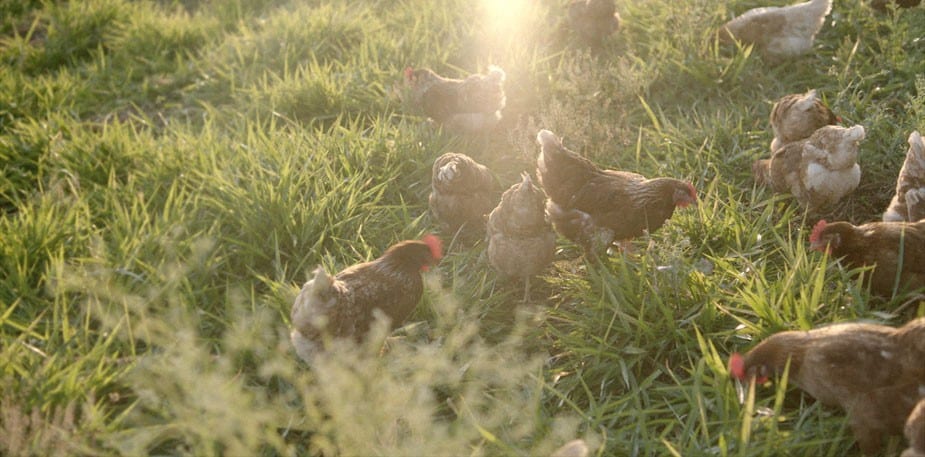 Œufs de poules élevées en plein air et agriculture durable