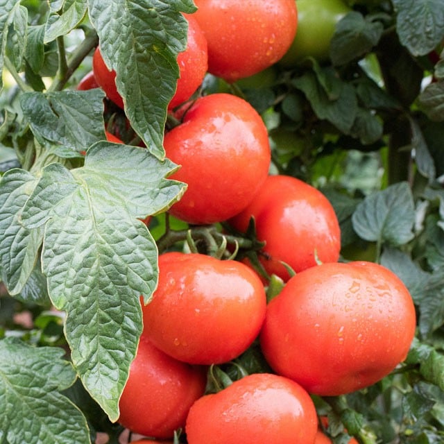 Réguler l’arrosage des tomates