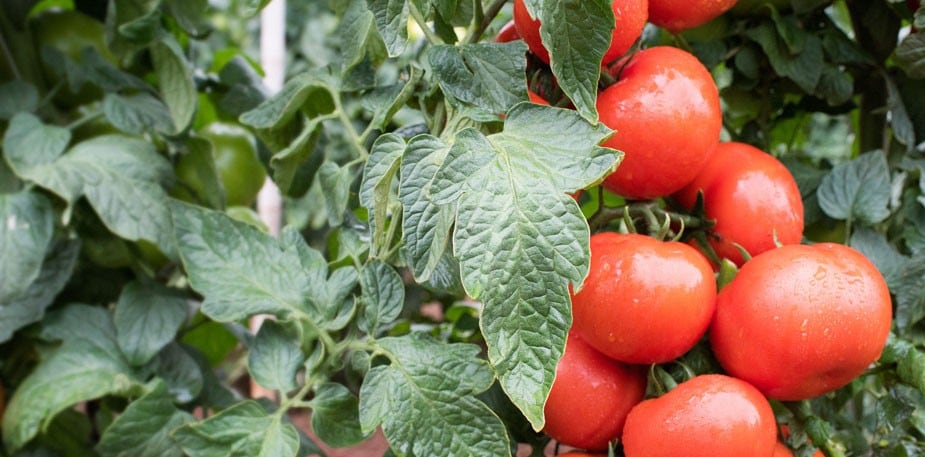 Réguler l’arrosage des tomates