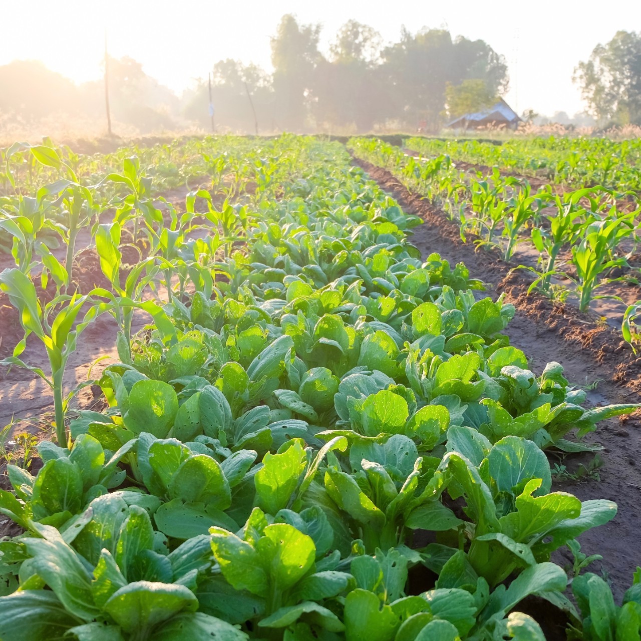 Focus sur le GEM-RCN