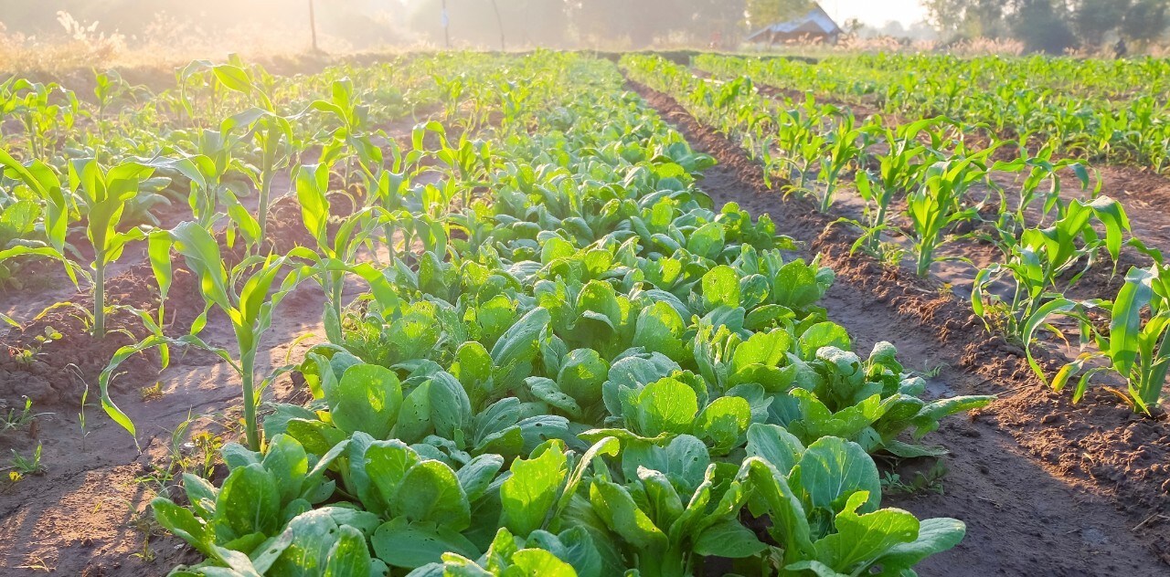 Focus sur le GEM-RCN