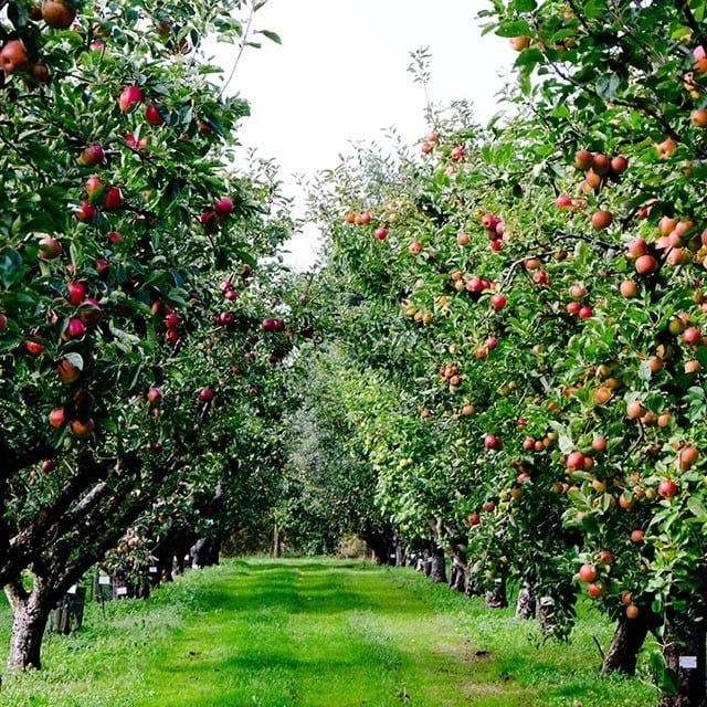 Les labels et origines Françaises 