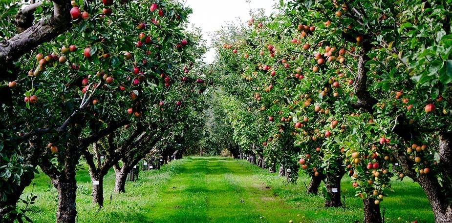 Les labels et origines Françaises 