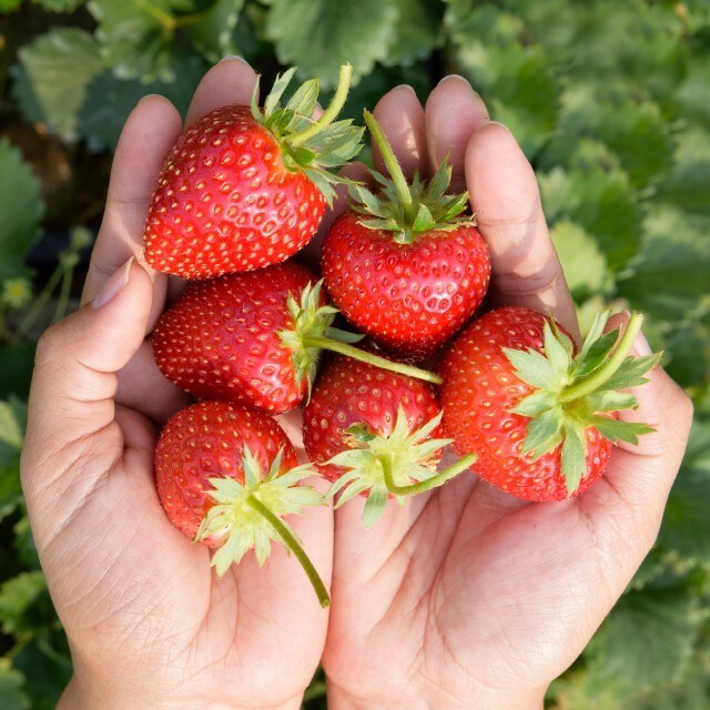 La saison nous réserve de savoureux fruits frais