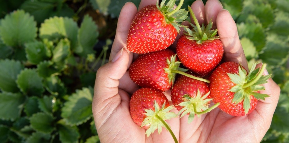 La saison nous réserve de savoureux fruits frais