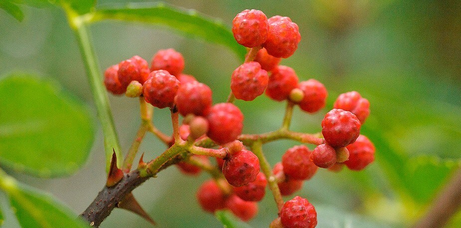 Ingrédients à la mode, source d’inspiration pour votre cuisine
